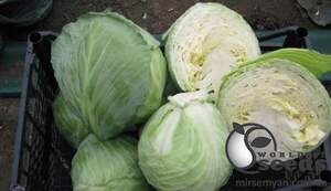 Капуста Коронет F1 1000 семян. (Sakata) Капуста Коронет F1 1000 семян. (Sakata)