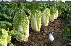 Капуста пекинская Кисеки F1 1000 семян. (Sakata)