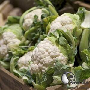 Капуста цветная Уайт Эксель F1 1000 семян. (Sakata)