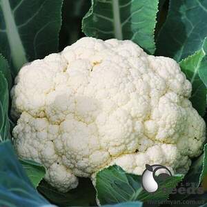 Капуста цветная Уайт Эксель F1 1000 семян. (Sakata) Капуста цветная Уайт Эксель F1 1000 семян. (Sakata)