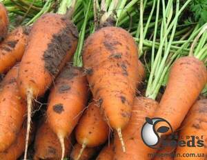 Морковь Курода Шантане 500 семян. (Sakata) Морковь Курода Шантане 500 семян. (Sakata)