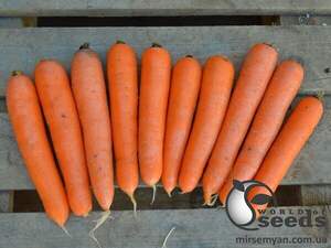 Семена моркови Натива F1 100 000 семян. (Sakata)