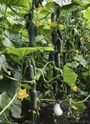 Огурец Хелен F1 500 семян. (Sakata)