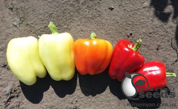 Перец Салана F1 500 семян. (Sakata) Перец Салана F1 500 семян. (Sakata)