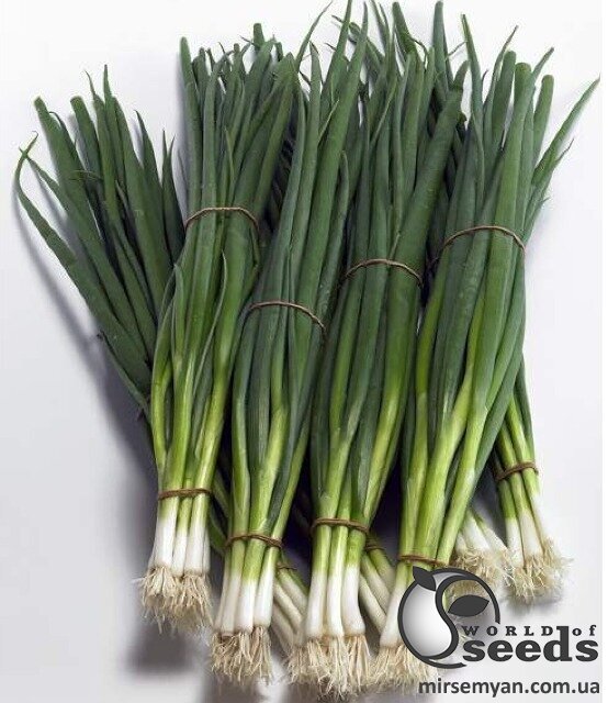 Лук на перо Тотем F1 100 000 семян. (Sakata) Лук на перо Тотем F1 100 000 семян. (Sakata)