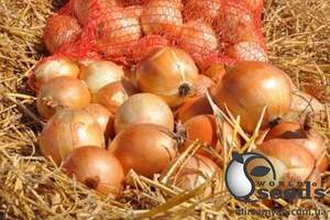 Лук Спениш Медальон F1 250 000 семян. (Sakata)