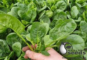 Шпинат Аполло F1 50 000 семян. (Sakata)