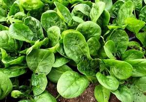 Шпинат Аполло F1 50 000 семян. (Sakata) Шпинат Аполло F1 50 000 семян. (Sakata)