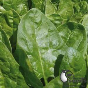 Шпинат Клиппер F1 50 000 семян. (Sakata) Шпинат Клиппер F1 50 000 семян. (Sakata)