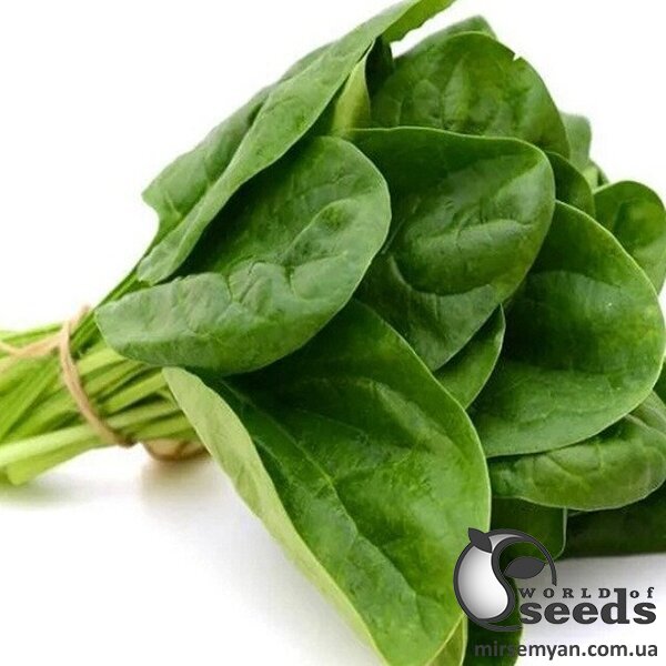 Шпинат Клиппер F1 50 000 семян. (Sakata) Шпинат Клиппер F1 50 000 семян. (Sakata)