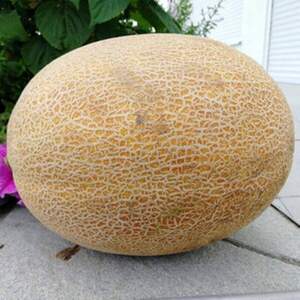 Дыня TS 18-0450 F1 500 семян. SS Дыня TS 18-0450 F1 500 семян. SS