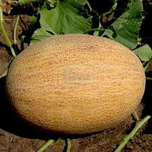 Дыня TS 18-1020 F1 500 семян. SS Дыня TS 18-1020 F1 500 семян. SS