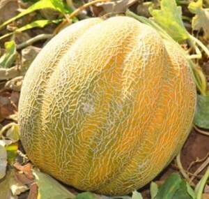 Дыня Танга F1 500 семян. (Solare Sementi)