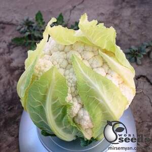 Капуста цветная TS 19-1403 F1 1000 семян. (Solare Sementi)