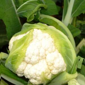 Капуста цветная TS 19-1403 F1 1000 семян. (Solare Sementi)