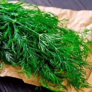 Укроп Луго 100 гр. (Solare Sementi) Укроп Луго 100 гр. (Solare Sementi)