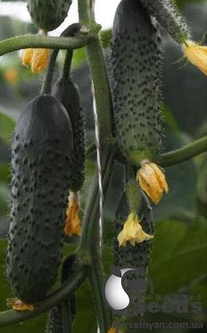 Семена огурца TS 17-0311 100 семян. (Solare Sementi) Семена огурца TS 17-0311 100 семян. (Solare Sementi)