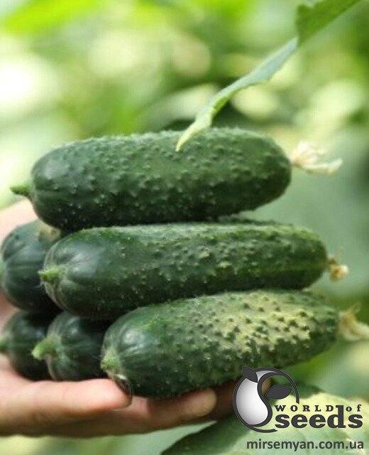 Семена огурца TS 17-0311 100 семян. (Solare Sementi) Семена огурца TS 17-0311 100 семян. (Solare Sementi)