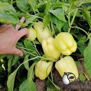 Перец Беллота F1 (TS 09-0114) 5 гр. (Solare Sementi)