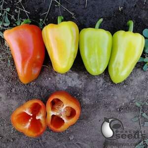 Перец Венера F1 5 гр. (Solare Sementi)