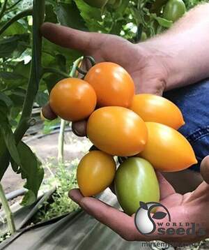 Семена томата TS 02-0477 F1 250 семян. (Solare Sementi)