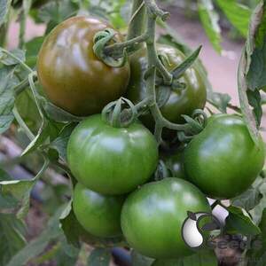 Семена томата Блэк Кинг F1 (ТС 03-0079 F1) 100 семян. (Solare Sementi)