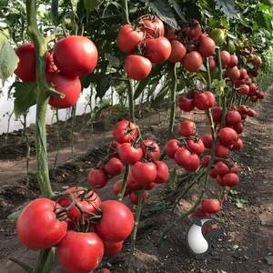 Семена томата Динеро F1 (TS 08-0082) 250 семян. (Solare Sementi)