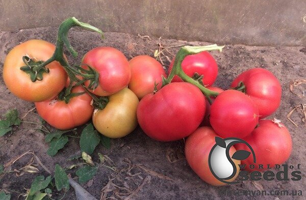 Семена томата Ризотта F1 250 семян. (Solare Sementi) Семена томата Ризотта F1 250 семян. (Solare Sementi)