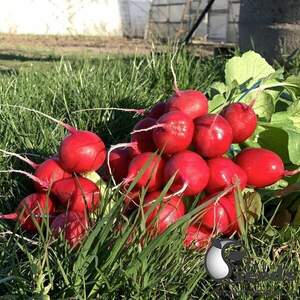 Редис Матильда F1 (2,75-3мм) 250 гр. (Solare Sementi) Редис Матильда F1 (2,75-3мм) 250 гр. (Solare Sementi)