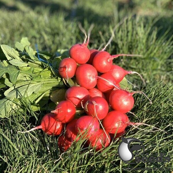 Редис Матильда F1 (2,75-3мм) 250 гр. (Solare Sementi) Редис Матильда F1 (2,75-3мм) 250 гр. (Solare Sementi)