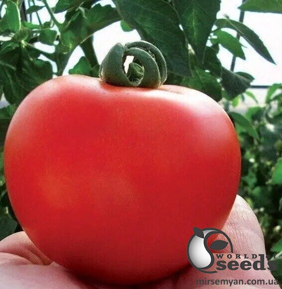 Помидоры Кристалл F1 1гр. (Clause) Помидоры Кристалл F1 1гр. (Clause)
