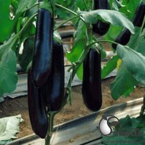 Баклажан Найт Леди F1. 1000 семян. (United Genetics)