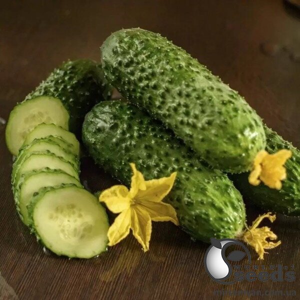 Огурец Абсолют (Солют) F1 1000 семян. (Nong Woo Bio) Огурец Абсолют (Солют) F1 1000 семян. (Nong Woo Bio)