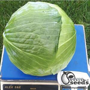 Капуста Галватрон 2500 семян. (Seminis) Капуста Галватрон 2500 семян. (Seminis)