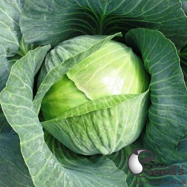 Капуста Галватрон 2500 семян. (Seminis) Капуста Галватрон 2500 семян. (Seminis)