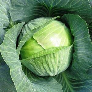 Капуста Галватрон 2500 семян. (Seminis) Капуста Галватрон 2500 семян. (Seminis)