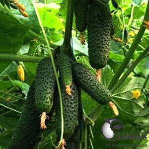 Огурец Мадейра F1 1000 семян. (Seminis) Огурец Мадейра F1 1000 семян. (Seminis)