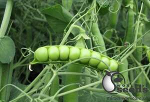 Горох Примана F1 100 000 семян. (Nunhems)