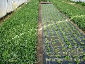 Агроволокно чорне 50 г/m² шир. 0,2м*5м Агроволокно чорне 50 г/m² шир. 0,2м*5м