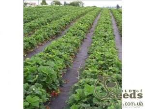 Агроволокно чорне 50 г/m² шир. 0,2м*5м Агроволокно чорне 50 г/m² шир. 0,2м*5м