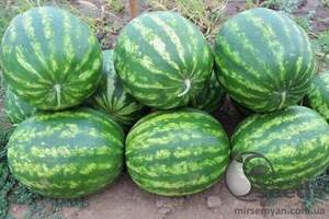 Кавун Топган F1 1000 с. Syngenta, (Сингента) Кавун Топган F1 1000 с. Syngenta, (Сингента)