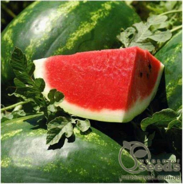 Кавун Арашан F1 1000 нас. (Syngenta) Кавун Арашан F1 1000 нас. (Syngenta)