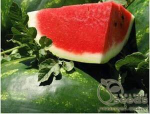 Кавун Астрахан F1 1000 нас. (Syngenta)