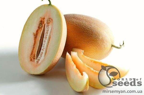 Диня Делано F1 1000 нас. Nunhems Диня Делано F1 1000 нас. Nunhems