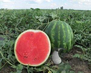 Насіння кавун "Вікторія" F1 1000 насінин Нунемс (Nunhems)