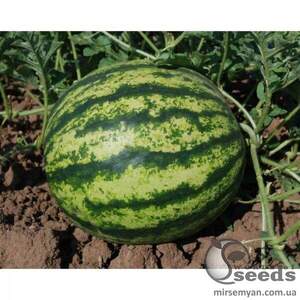Насіння кавун 