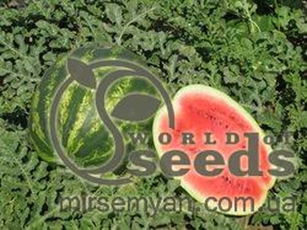 Кавун "Тамерлан" F1 1000 с. Нунемс (Nunhems) Кавун "Тамерлан" F1 1000 с. Нунемс (Nunhems)