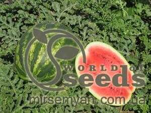 Кавун "Тамерлан" F1 1000 с. Нунемс (Nunhems) Кавун "Тамерлан" F1 1000 с. Нунемс (Nunhems)