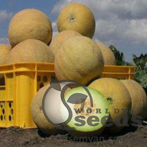 Диня "Воллер" F1 1000 с. Нунемс (Nunhems) Диня "Воллер" F1 1000 с. Нунемс (Nunhems)