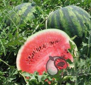 Насіння кавуна "Крісбі" F1 1000 семена Нунемс (Nunhems)